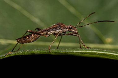 Yetişkin Erkek Kadın Tür Neomegalotomus parvus Böceği