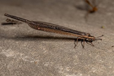 Yetişkin Uzun kuyruğu Ameromyia tendinosa türünün Antlion 'u