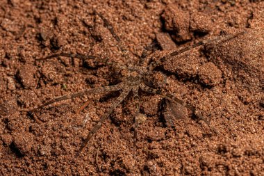 Ctenidae ailesinin gezgin örümceği.