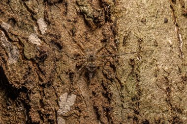 Small Longspinneret Spider of the Family Hersiliidae