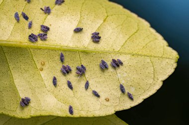 Yetişkin Citrus Kara Sinek Aleurocanthus woglumi türü.