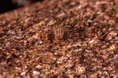 Koleopteralı küçük böcek larvası.