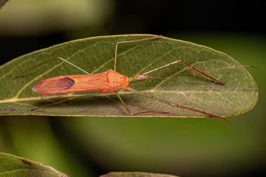 Harpactorini kabilesinden Yetişkin Suikastçı Böceği