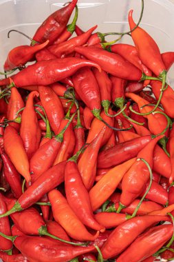 Seçici odaklı bir biber seti.