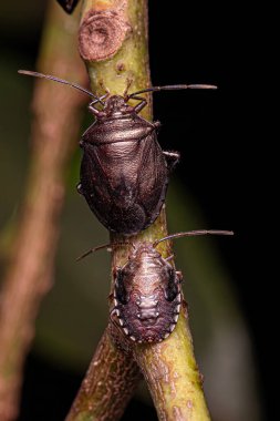 Antiteuchus cinsinin Yetişkin Kokulu Böceği