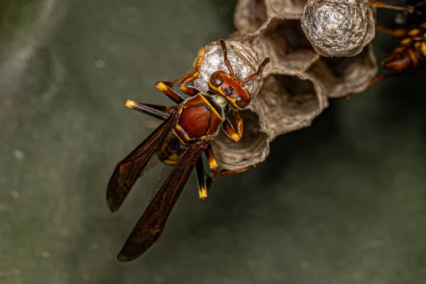 Variegated Paper Wasp Van Soort Polistes Versicolor — Stockfoto