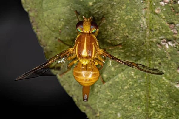 Adult Fruit Fly Släktet Anastrepha — Stockfoto
