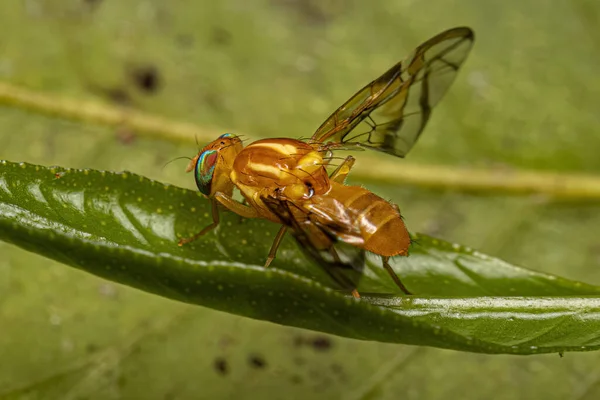 stock image Adult Fruit Fly of the Genus Anastrepha