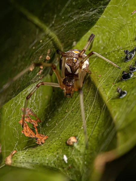 Mujer Adult Brown Widow Araña Especie Latrodectus Geometricus —  Fotos de Stock