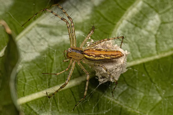 Yetişkin Dişi Öküz Öküz Örümceği Yumurtalı Peucetia Rubrolineata — Stok fotoğraf