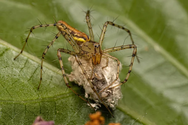 Adult Female Lynx Spider Species Peucetia Rubrolineata Eggs — Stock Photo, Image