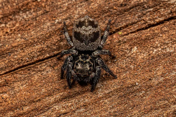 Dospělí Samice Skákající Pavouk Druhu Corythalia Conferta — Stock fotografie
