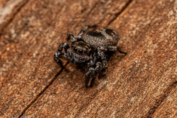 Dospělí Samice Skákající Pavouk Druhu Corythalia Conferta — Stock fotografie