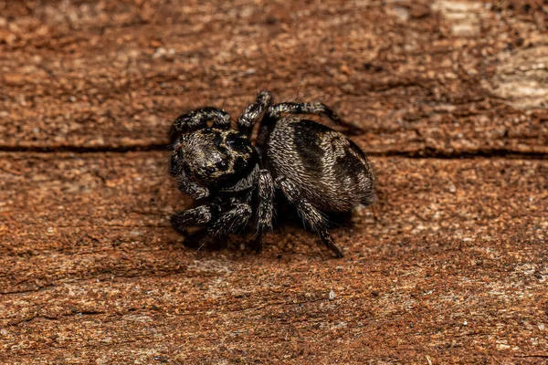 Yetişkin Dişi Atlayan Örümcek Corythalia Konferansı — Stok fotoğraf