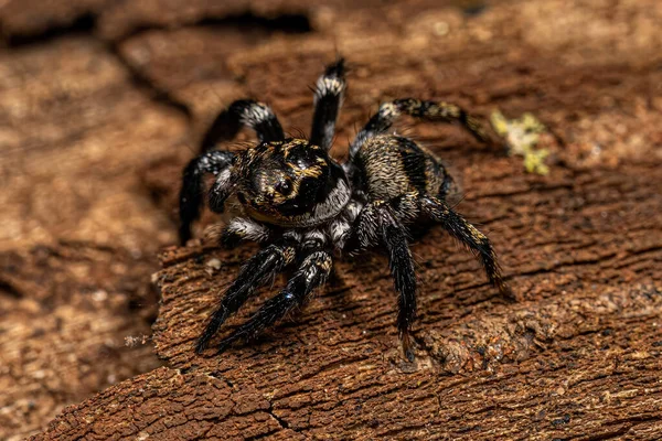 Yetişkin Erkek Sıçrayan Örümcek Corythalia Konferansı — Stok fotoğraf