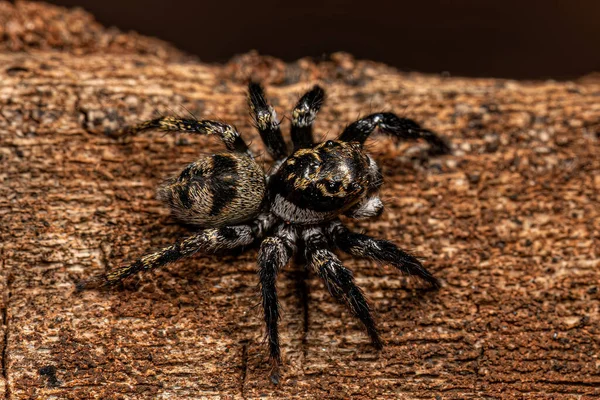 Spindel Arten Corythalia Conferta För Män — Stockfoto
