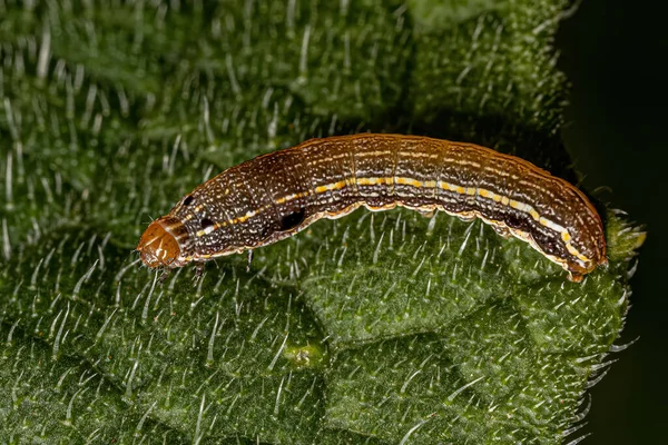 너스스푸 Genus Spodoptera 애벌레 — 스톡 사진