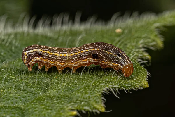 Brown Caterpillar Σκώρος Του Genus Spodoptera — Φωτογραφία Αρχείου