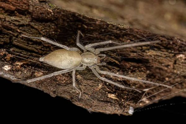 Ενήλικη Θηλυκή Αράχνη Φάντασμα Της Οικογένειας Anyphaenidae — Φωτογραφία Αρχείου