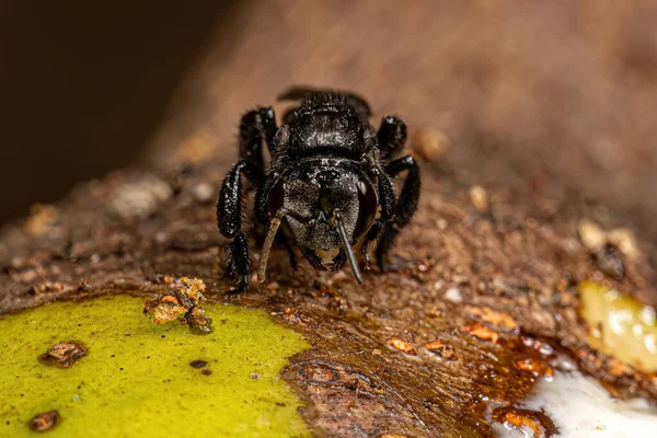 Adult Stingless Bee Tribe Meliponini — Stockfoto