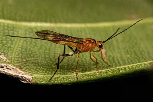 Volwassen Wespen Braconidae Zijn Een Familie Van Wespen — Stockfoto