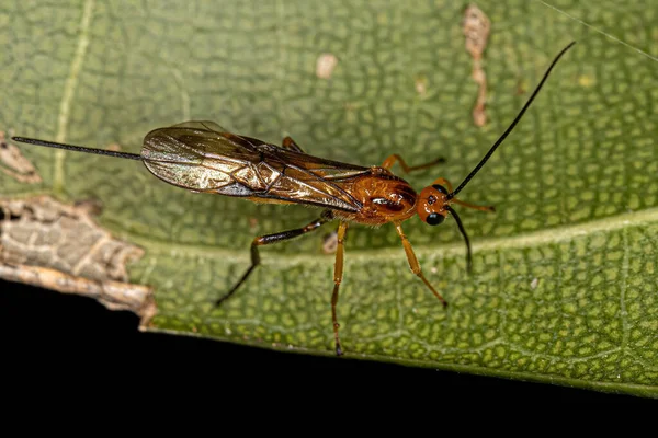 Dorośli Braconid Wasp Rodziny Braconidae — Zdjęcie stockowe