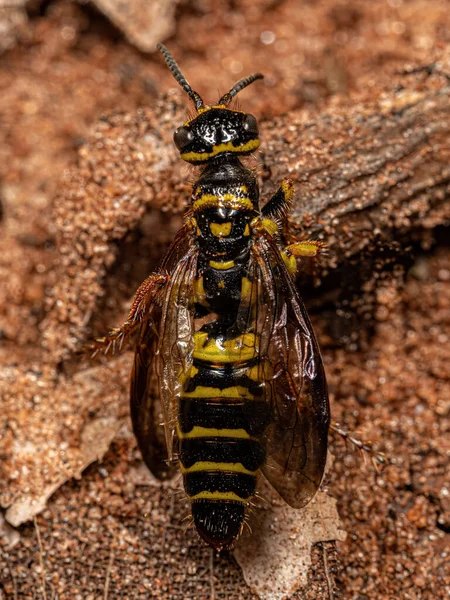 Adult New World Banded Thynnid Wasp Genus Myzinum — ストック写真