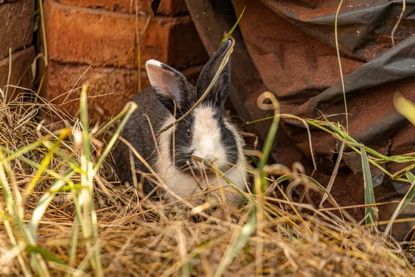 Europäisches Kaninchen Der Art Oryctolagus Cuniculus — Stockfoto