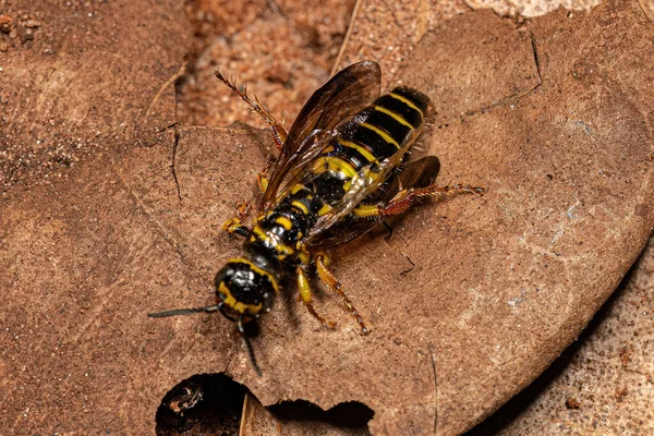 Adult New World Banded Thynnid Wasp Genus Myzinum — ストック写真