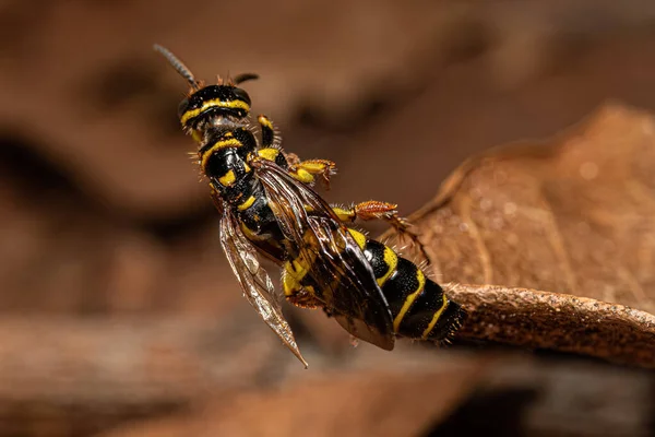 Yetişkin Yeni Dünya Gruplu Myzinum Cinsinden Thynid Wasp — Stok fotoğraf