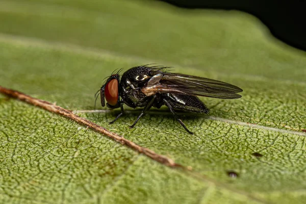 Volwassene Lance Fly Van Het Geslacht Neosilba — Stockfoto