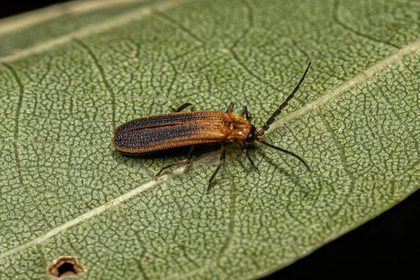 Adult Net Winged Beetle Family Lycidae — Stock Fotó