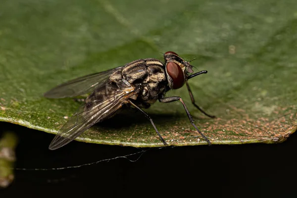 Adult House Fly Του Genus Stomoxys — Φωτογραφία Αρχείου