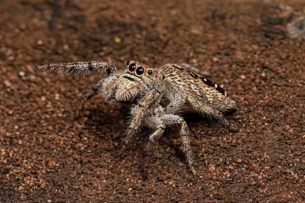 Μικρή Αράχνη Άλματος Της Υποφυλής Dendryphantina — Φωτογραφία Αρχείου
