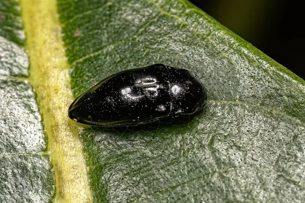 Ενηλίκων Black Click Beetle Της Φυλής Lissomini — Φωτογραφία Αρχείου