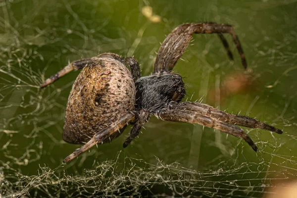 Kapogea cinsinden küçük Orbweaver Örümcek.