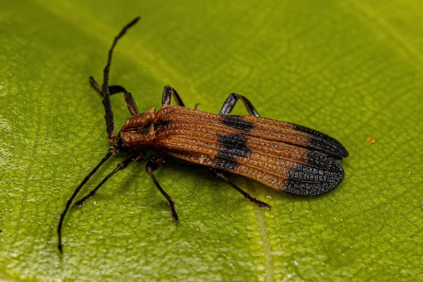 Adult Net Winged Beetle Family Lycidae — Fotografia de Stock