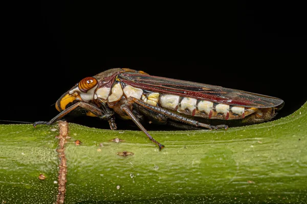 Typische Adult Leafhopper Van Tribe Proconiini — Stockfoto