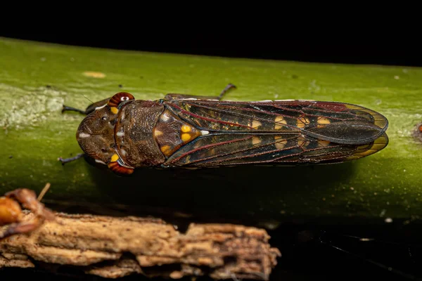 Adult Typical Leafhopper Tribe Proconiini — Stock Photo, Image