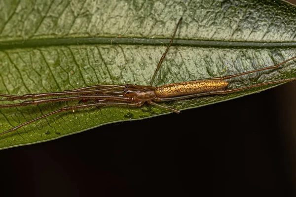 Felnőtt Hosszúszájú Orbweaver Spider Genus Tetragnath — Stock Fotó