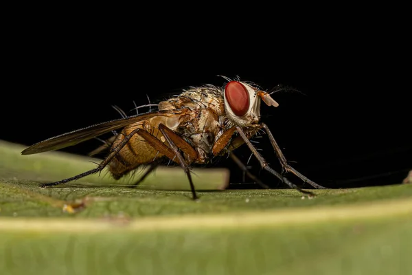 Adulte Borstenfliegen Der Familie Tachinidae — Stockfoto