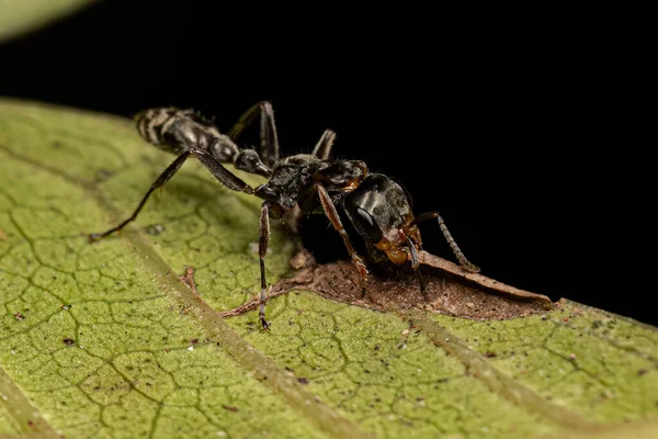 Pseudomyrmex Cinsinden Yetişkin Dişi Dişi Karınca — Stok fotoğraf