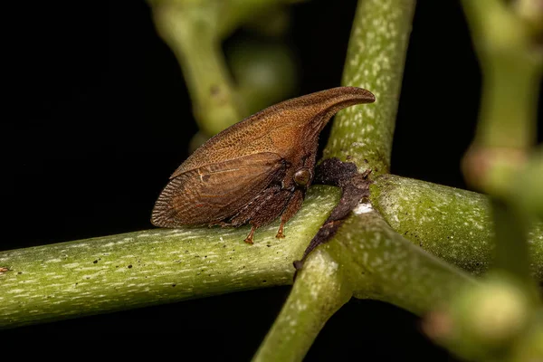 Adult Typical Treehopper Family Membracidae — Stock Photo, Image