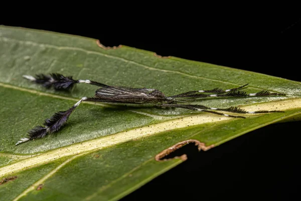 Molophilus cinsinden Yetişkin Limoniid Turna Sineği