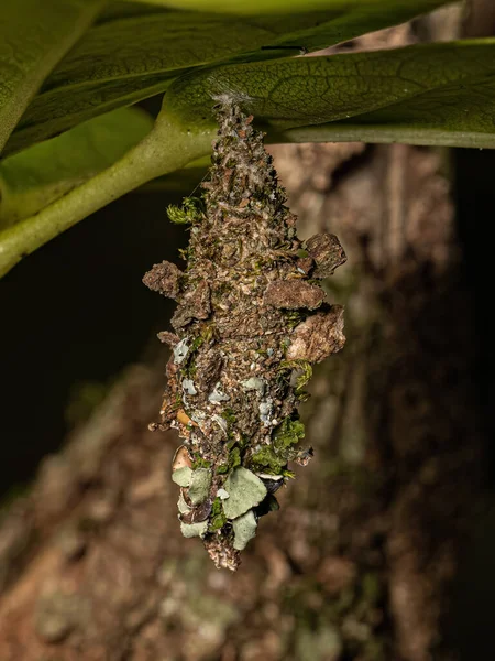 灵芝科的小虫蛾 — 图库照片