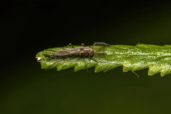 Ενηλίκων Non Biting Midge Family Chironomidae — Φωτογραφία Αρχείου