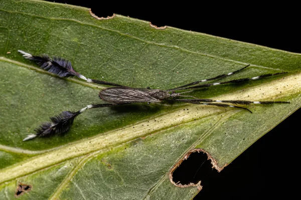 软体动物属的成虫鹤苍蝇 — 图库照片