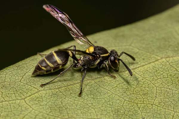 Ausgewachsene Honigwespe Der Untergattung Myrapetra — Stockfoto