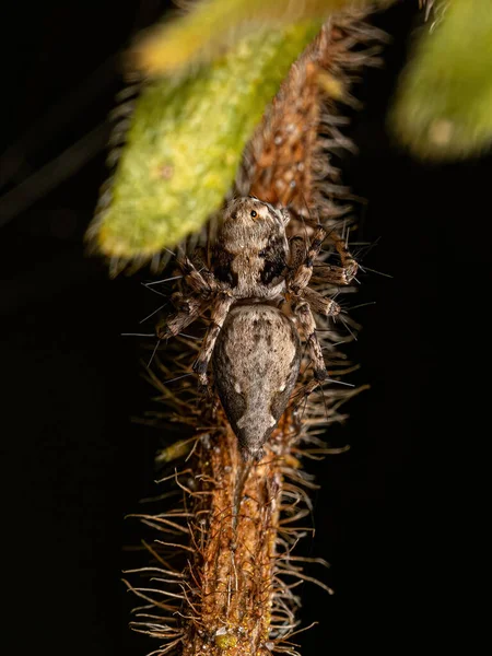Piccola Lince Ragno Della Specie Famiglia Oxyopidae — Foto Stock