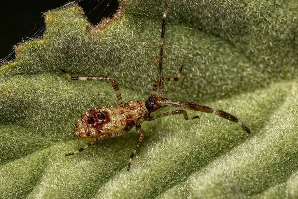 凤毛麟科植物的叶足Bug Nymph — 图库照片